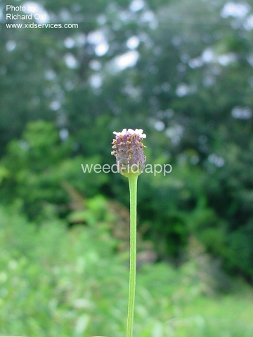 frog-fruit, common